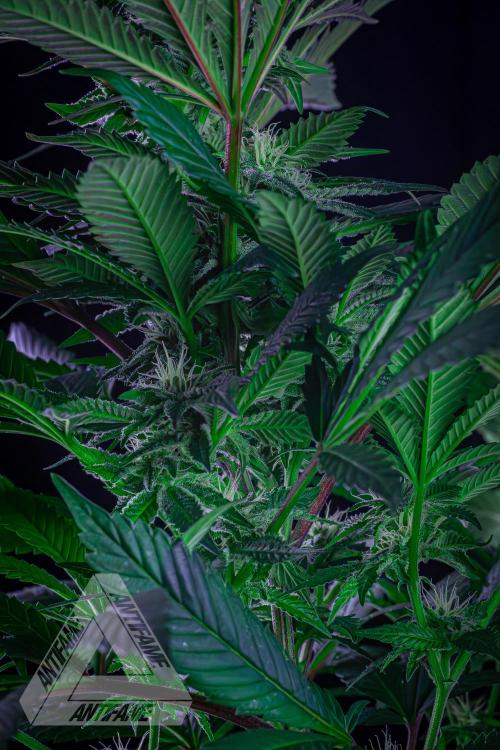 IZI SEEDS - Grandpa Zombie Genetics FemY. Week 13