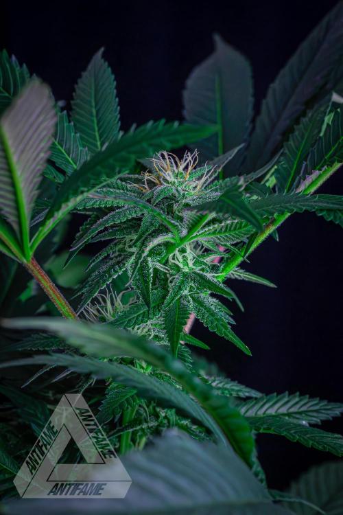 IZI SEEDS - Grandpa Zombie Genetics FemY. Week 13