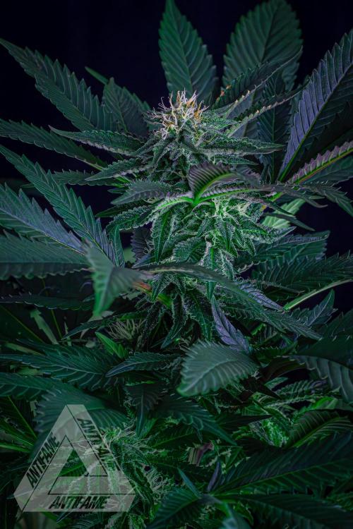 IZI SEEDS - Grandpa Zombie Genetics FemY. Week 13