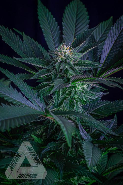 IZI SEEDS - Grandpa Zombie Genetics FemY. Week 13