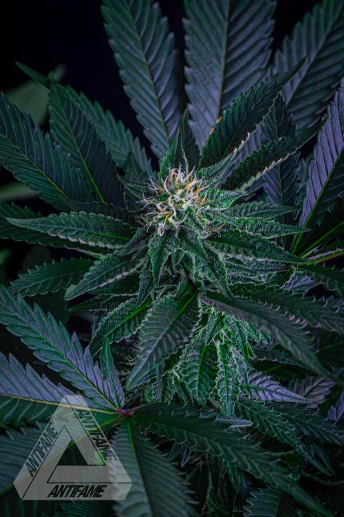 IZI SEEDS - Grandpa Zombie Genetics FemY. Week 13
