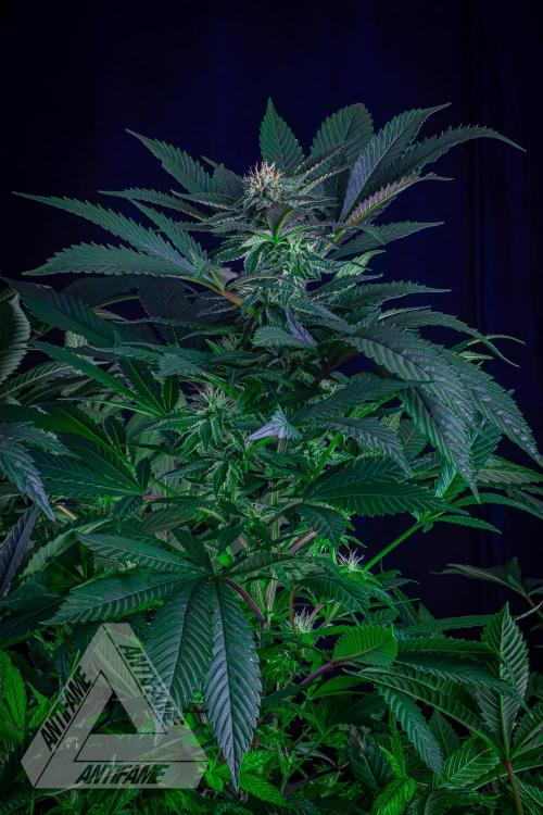 IZI SEEDS - Grandpa Zombie Genetics FemY. Week 13