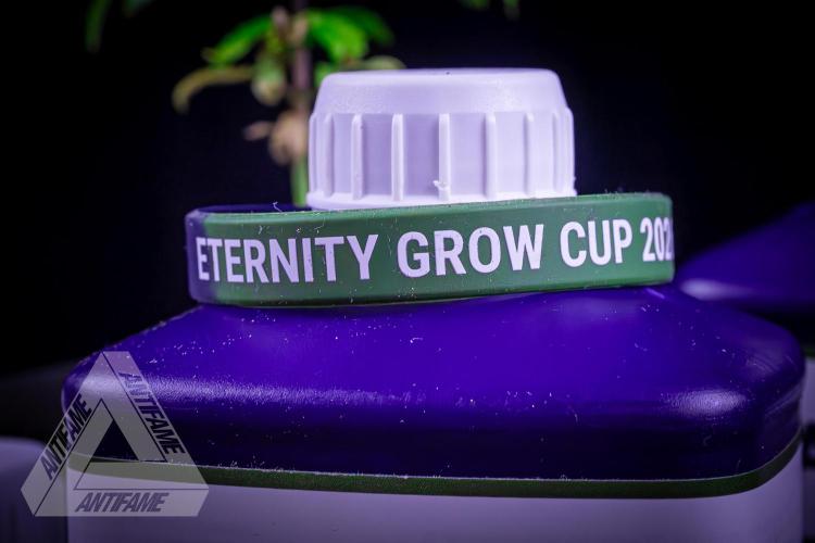 ZAMNESIA - Sticky Broccoli - EGC 2026 Y. Week 5
