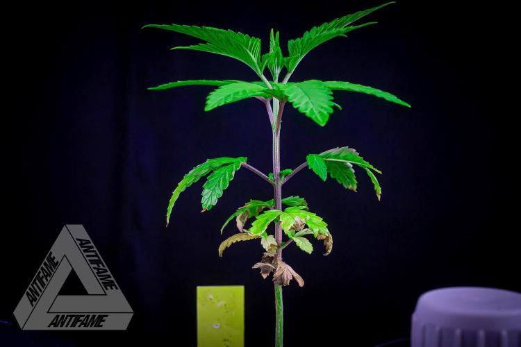 ZAMNESIA - Sticky Broccoli - EGC 2026 Y. Week 5