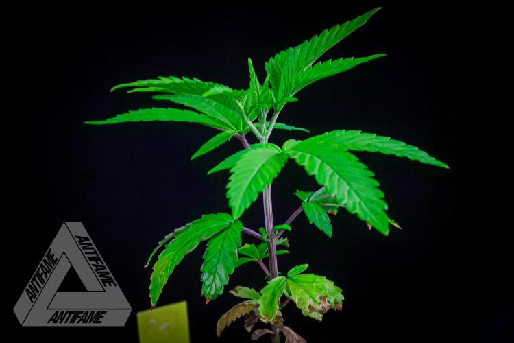ZAMNESIA - Sticky Broccoli - EGC 2026 Y. Week 5