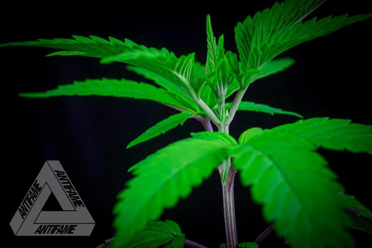 ZAMNESIA - Sticky Broccoli - EGC 2026 Y. Week 5