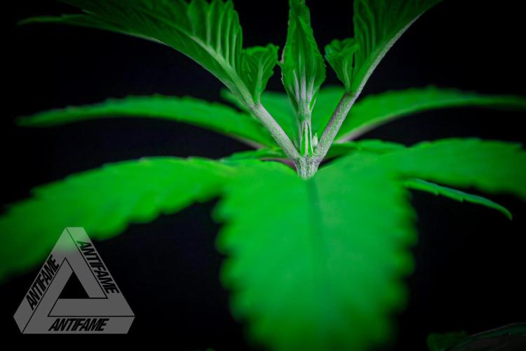 ZAMNESIA - Sticky Broccoli - EGC 2026 Y. Week 5