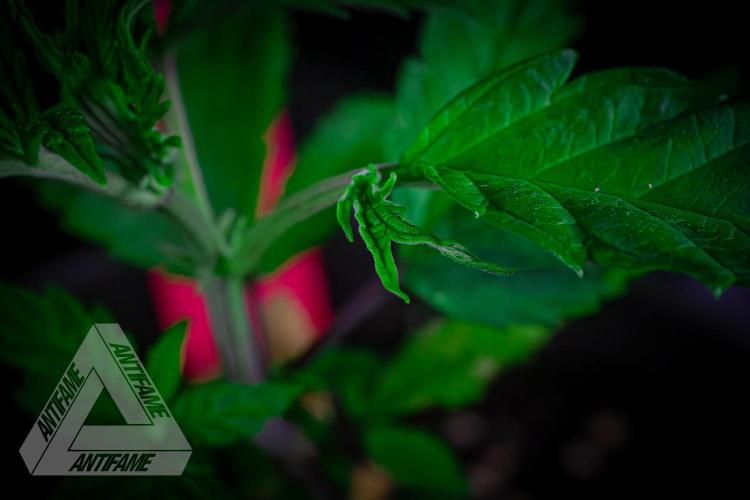 ZAMNESIA - Sticky Broccoli - EGC 2026 R. Week 5