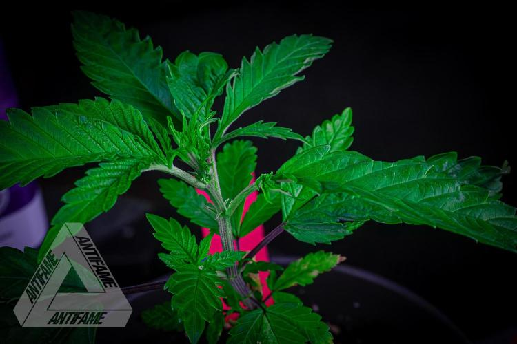 ZAMNESIA - Sticky Broccoli - EGC 2026 R. Week 5