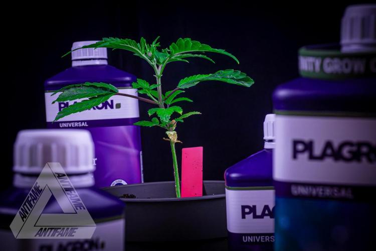 ZAMNESIA - Sticky Broccoli - EGC 2026 R