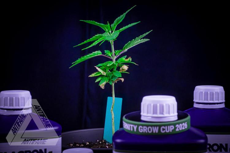 ZAMNESIA - Sticky Broccoli - EGC 2026 T. Week 5