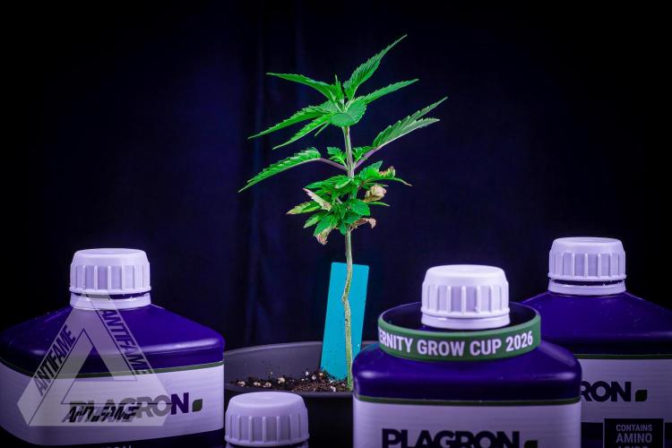 ZAMNESIA - Sticky Broccoli - EGC 2026 T. Week 5