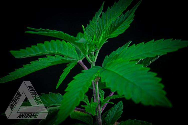 ZAMNESIA - Sticky Broccoli - EGC 2026 T. Week 5