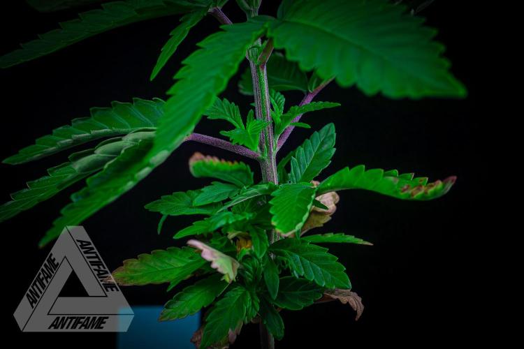 ZAMNESIA - Sticky Broccoli - EGC 2026 T. Week 5