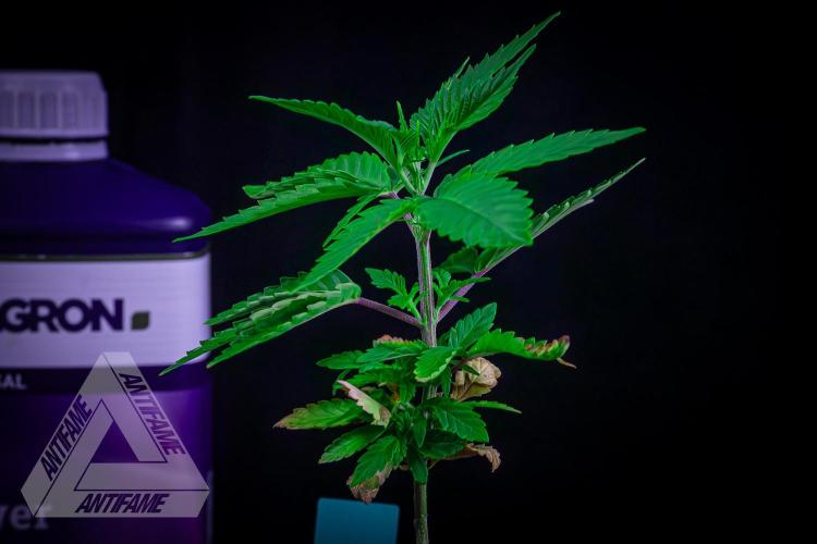 ZAMNESIA - Sticky Broccoli - EGC 2026 T. Week 5