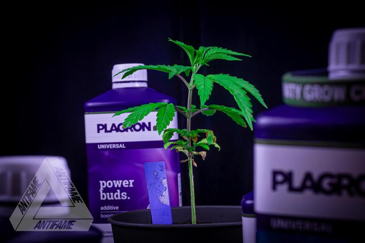ZAMNESIA - Sticky Broccoli - EGC 2026 B. Week 5