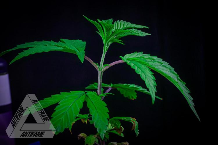 ZAMNESIA - Sticky Broccoli - EGC 2026 B. Week 5