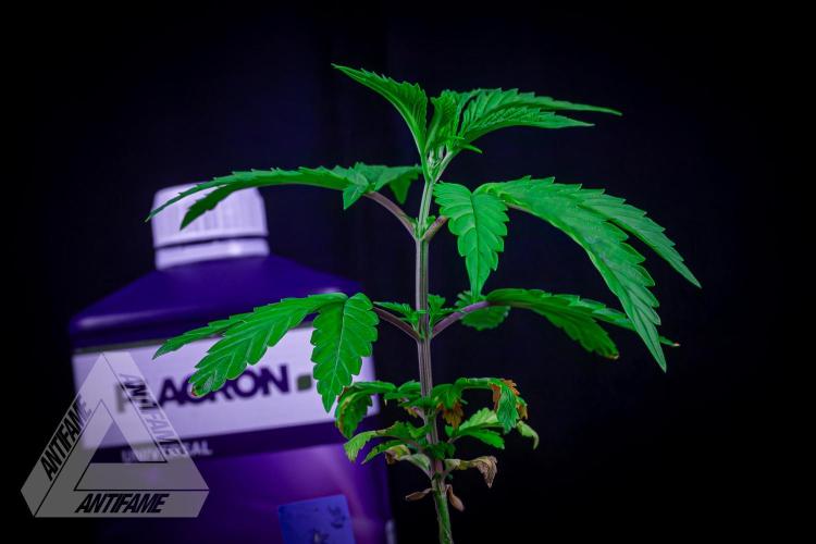 ZAMNESIA - Sticky Broccoli - EGC 2026 B. Week 5