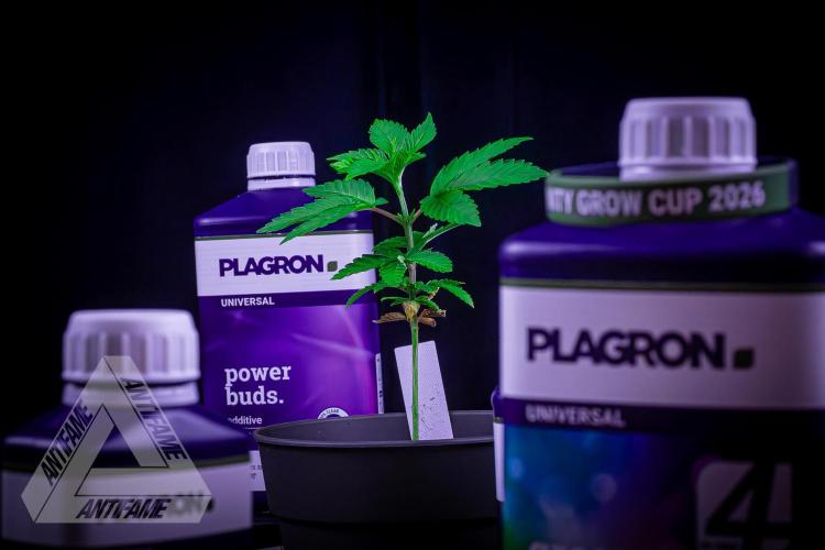 ZAMNESIA - Sticky Broccoli - EGC 2026 W. Week 5