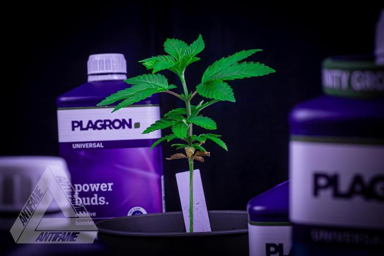 ZAMNESIA - Sticky Broccoli - EGC 2026 W. Week 5