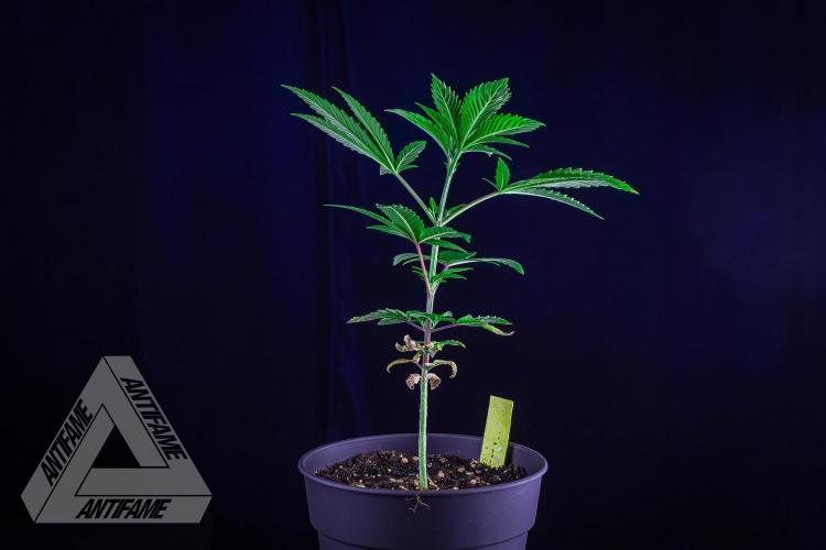 ZAMNESIA - Sticky Broccoli - EGC 2026 Y. Week 6