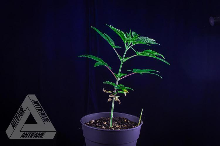 ZAMNESIA - Sticky Broccoli - EGC 2026 Y. Week 6