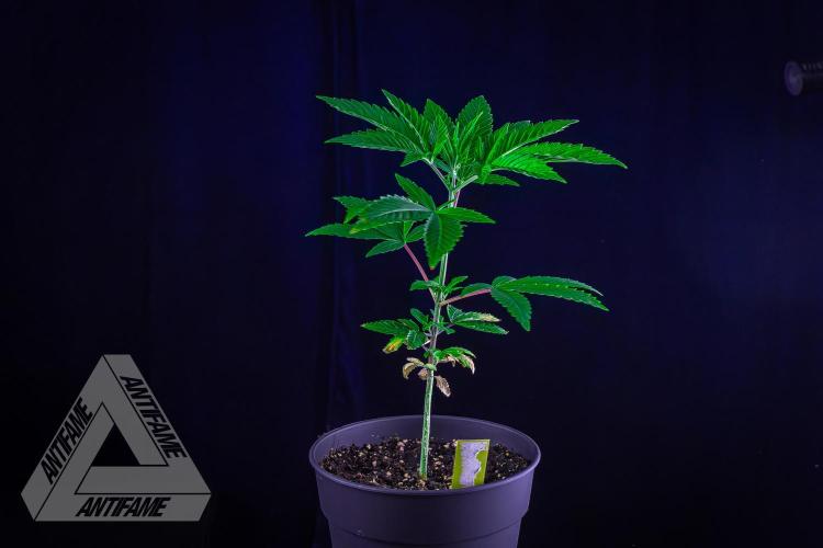ZAMNESIA - Sticky Broccoli - EGC 2026 Y. Week 6