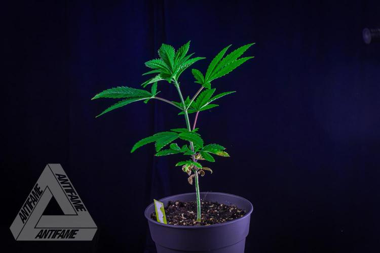 ZAMNESIA - Sticky Broccoli - EGC 2026 Y. Week 6