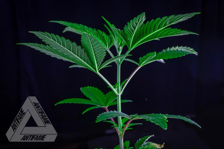 ZAMNESIA - Sticky Broccoli - EGC 2026 Y. Week 6