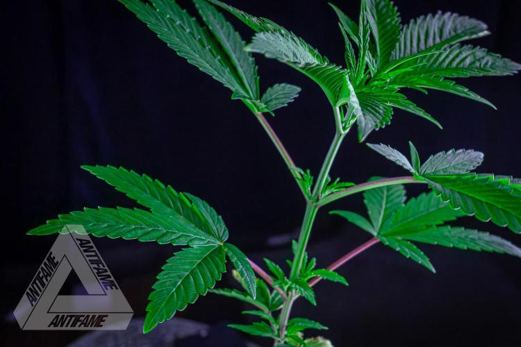 ZAMNESIA - Sticky Broccoli - EGC 2026 Y. Week 6