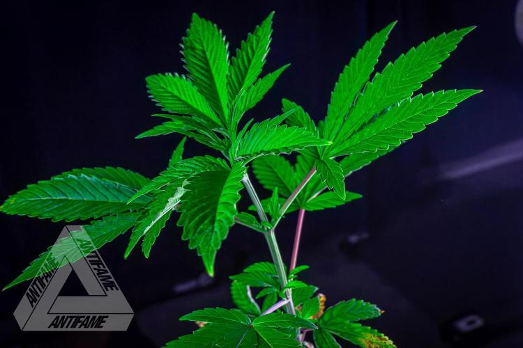 ZAMNESIA - Sticky Broccoli - EGC 2026 Y. Week 6