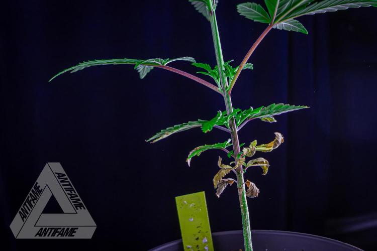 ZAMNESIA - Sticky Broccoli - EGC 2026 Y. Week 6