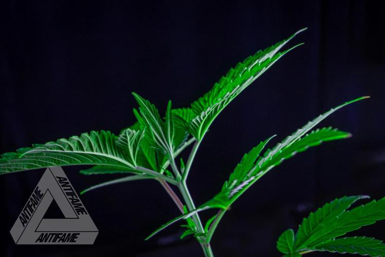 ZAMNESIA - Sticky Broccoli - EGC 2026 W. Week 6