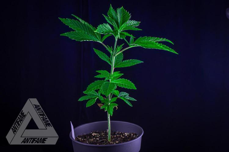 ZAMNESIA - Sticky Broccoli - EGC 2026 W. Week 6