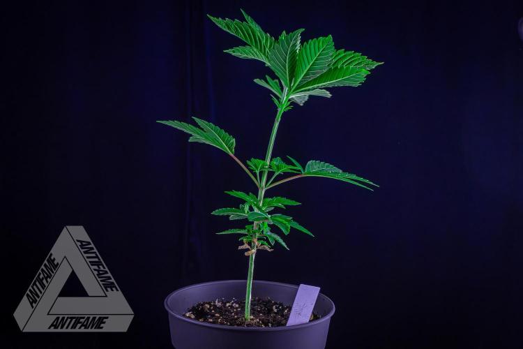 ZAMNESIA - Sticky Broccoli - EGC 2026 W. Week 6
