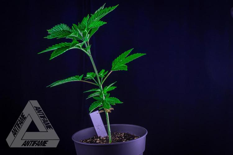 ZAMNESIA - Sticky Broccoli - EGC 2026 W. Week 6