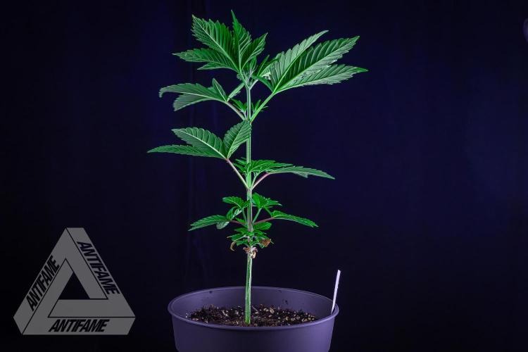ZAMNESIA - Sticky Broccoli - EGC 2026 W. Week 6