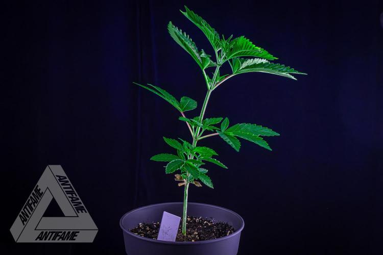 ZAMNESIA - Sticky Broccoli - EGC 2026 W. Week 6