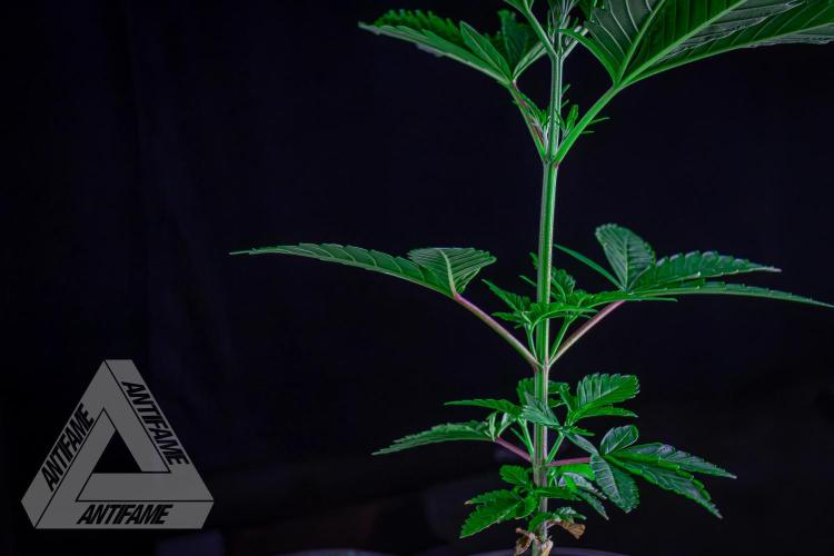 ZAMNESIA - Sticky Broccoli - EGC 2026 W. Week 6