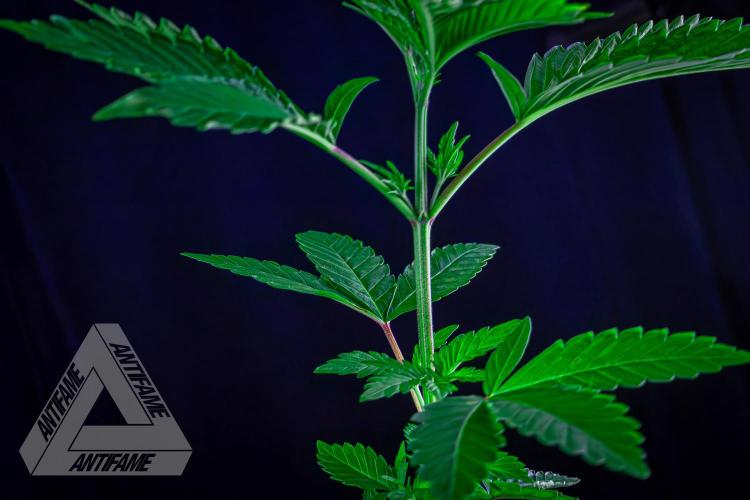 ZAMNESIA - Sticky Broccoli - EGC 2026 W. Week 6