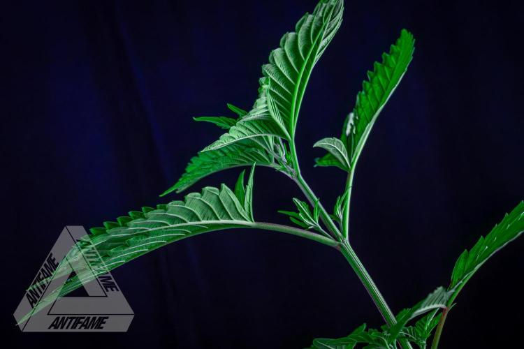 ZAMNESIA - Sticky Broccoli - EGC 2026 W. Week 6