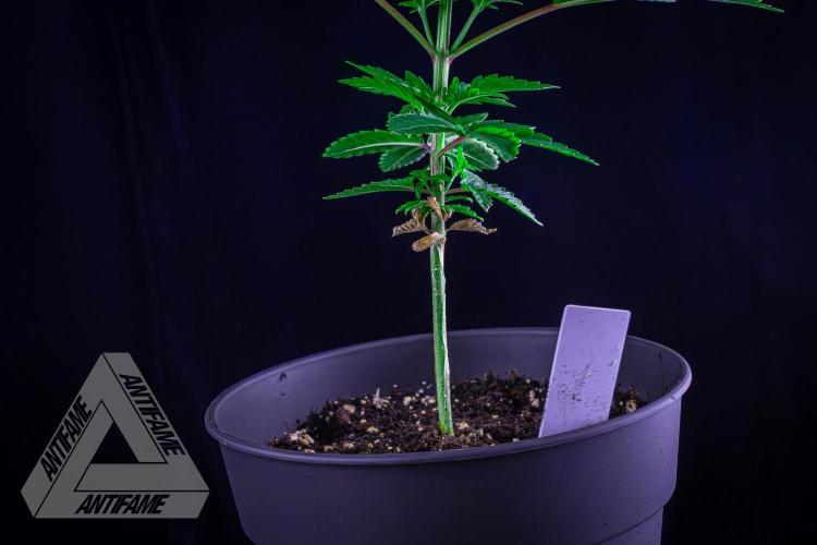 ZAMNESIA - Sticky Broccoli - EGC 2026 W. Week 6