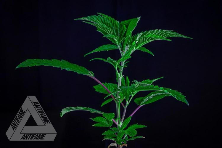 ZAMNESIA - Sticky Broccoli - EGC 2026 R. Week 6