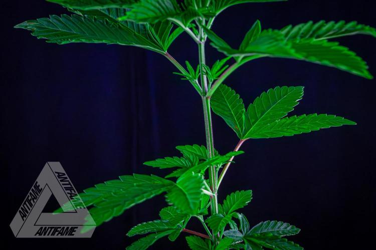 ZAMNESIA - Sticky Broccoli - EGC 2026 W. Week 6