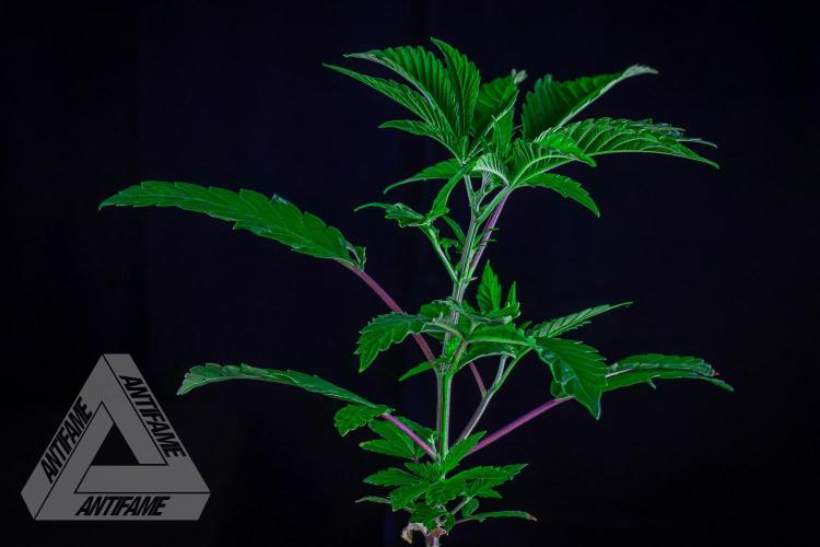 ZAMNESIA - Sticky Broccoli - EGC 2026 R. Week 6