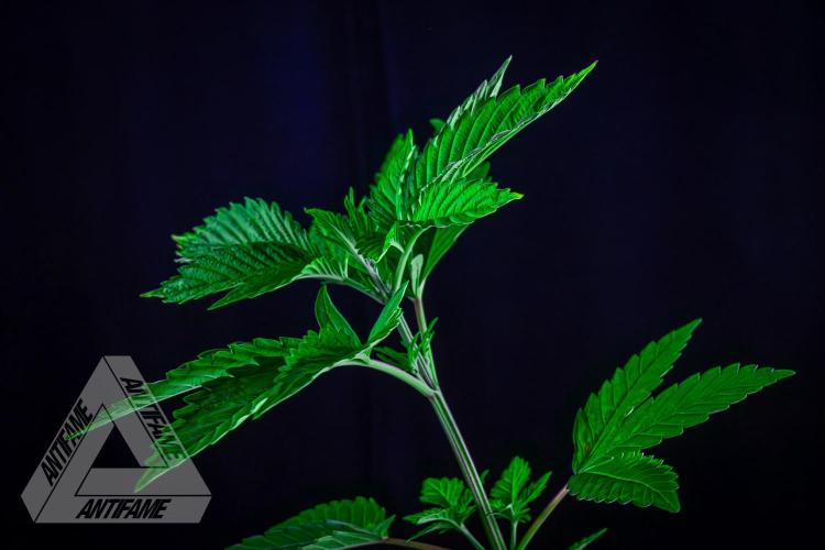 ZAMNESIA - Sticky Broccoli - EGC 2026 W. Week 6