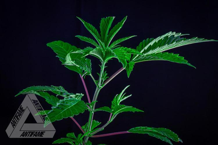 ZAMNESIA - Sticky Broccoli - EGC 2026 R. Week 6