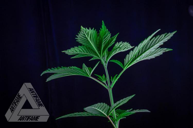 ZAMNESIA - Sticky Broccoli - EGC 2026 W. Week 6