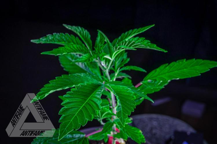 ZAMNESIA - Sticky Broccoli - EGC 2026 R. Week 6