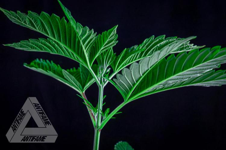 ZAMNESIA - Sticky Broccoli - EGC 2026 W. Week 6